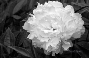 monochrome black white Painting - xsh497 black and white flowers